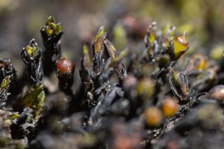Schistidium platyphyllum Schistidium platyphyllum