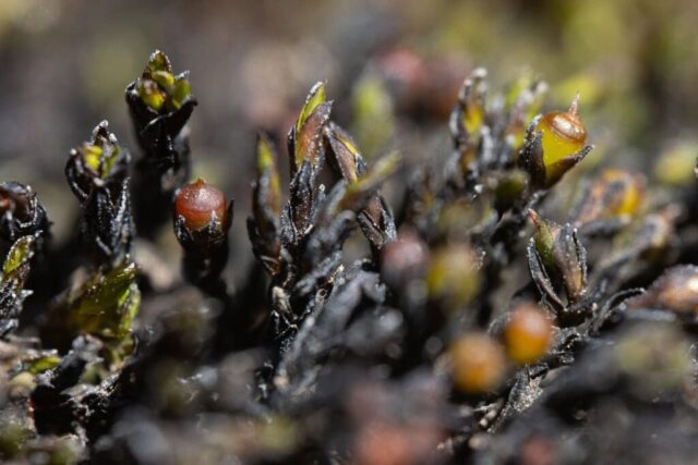 Schistidium platyphyllum