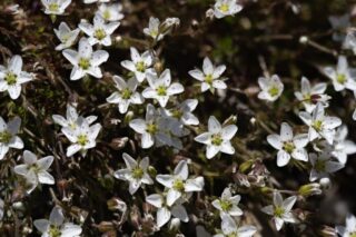 Spring Sandwort Spring Sandwort
