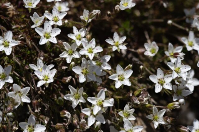 Spring Sandwort