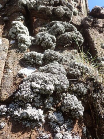 Stereocaulon vesuvianum