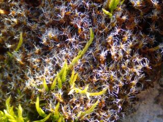 Syntrichia montana dry Syntrichia montana dry