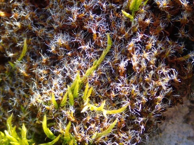 Syntrichia montana dry