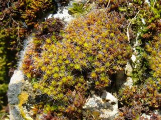 Syntrichia montana wet Syntrichia montana wet