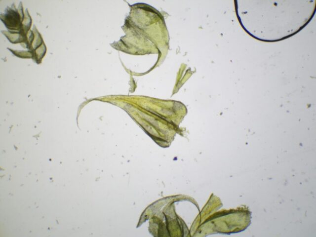 Thuidium assimile leaves