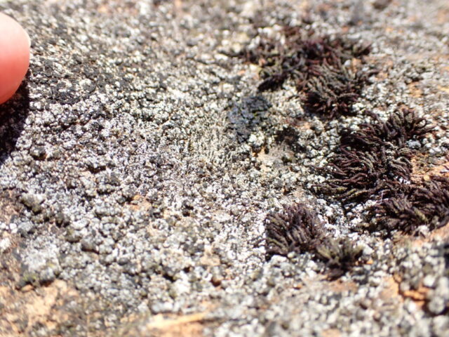 Pilophorus strumaticus