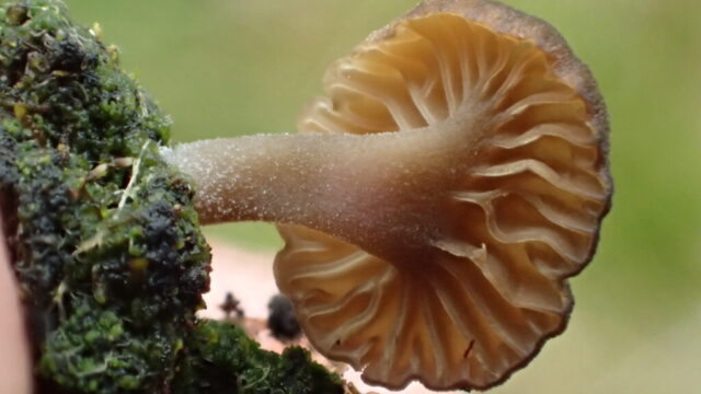 Lichenomphalia velutina