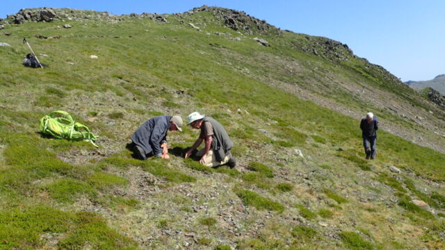 Arctic-montane lichen habitat