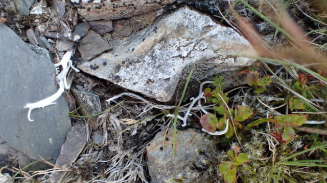 Thamnolia vermicularis