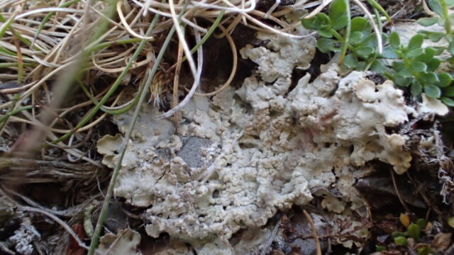 Baeomyces placophyllus