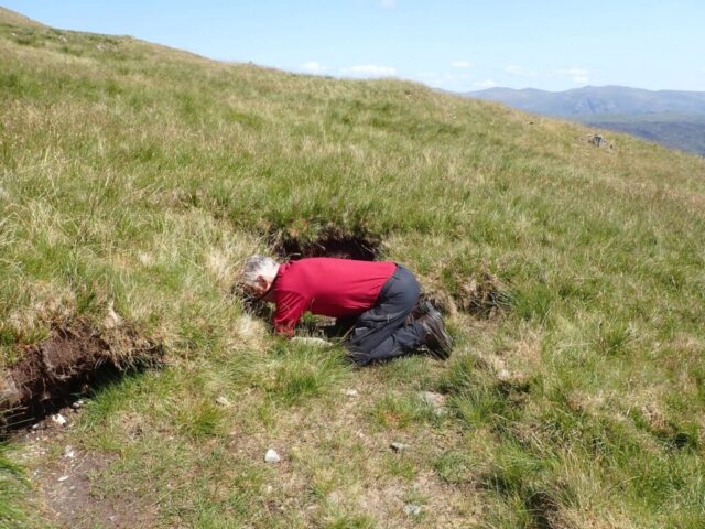 Searching for Lichenomphalia velutina