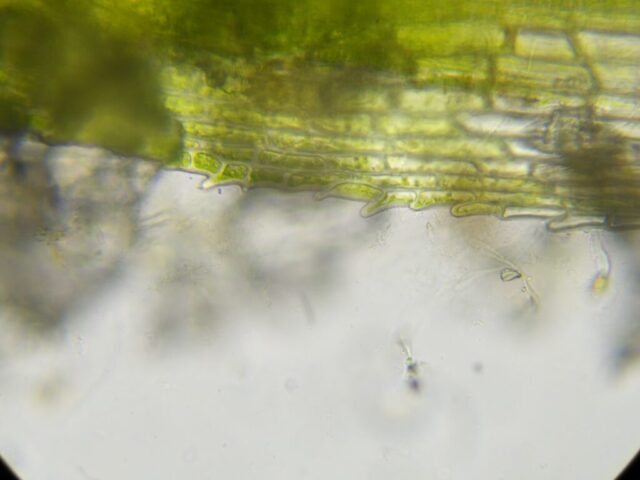 Eucladium verticillatum, distinctive teeth at the base of the leaf