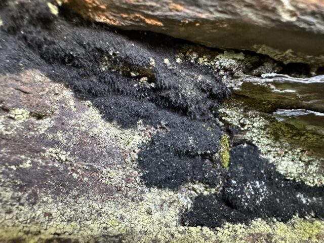 Racodium rupestre