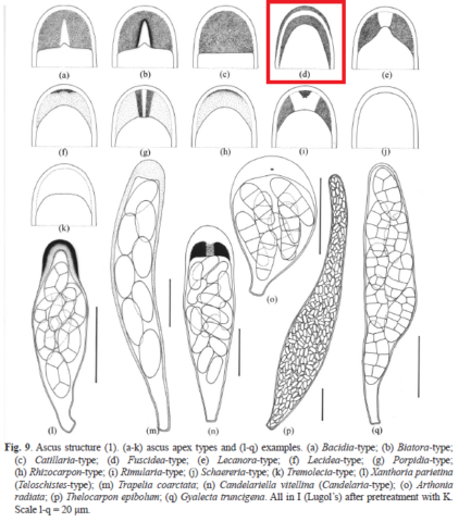 LGBI2 Ascus tips - Fuscidea