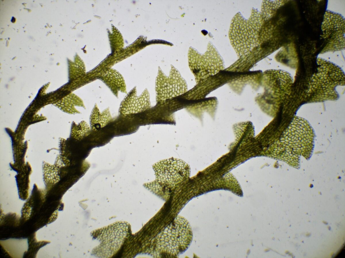 Mesoptychia badensis