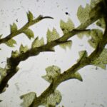 Mesoptychia badensis