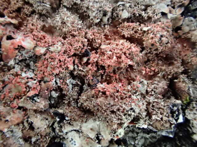 Marchandiomyces corallinus on Parmelia saxatilis