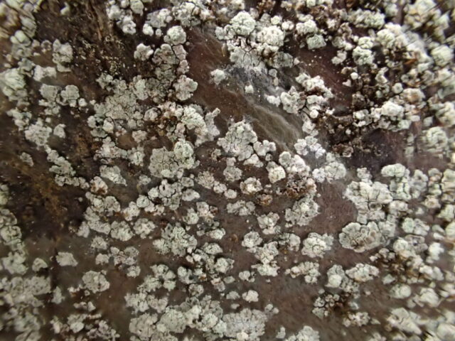 Lecanora handelii