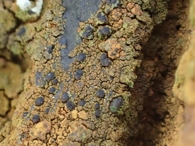 Scoliciosporum umbrinum - unusually orange