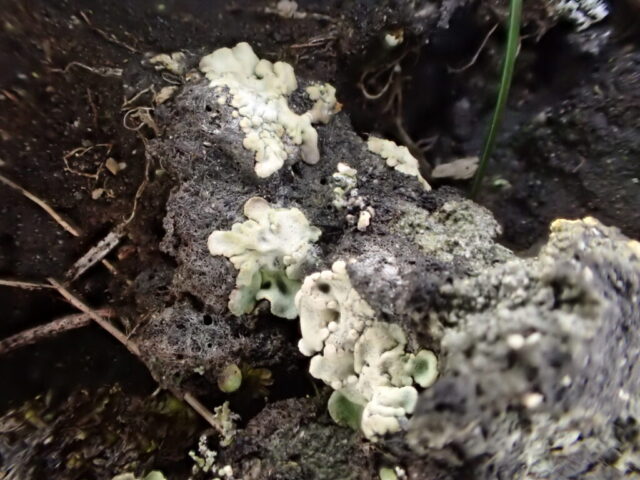 Baeomyces placophyllus