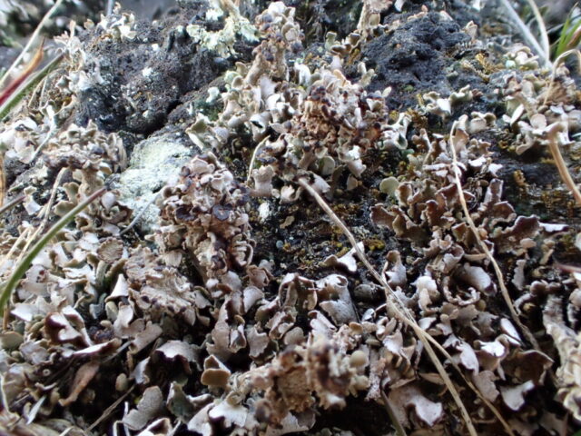 Cladonia cervicornis fertile