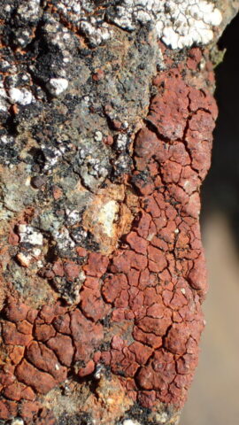 Acarospora sinopica