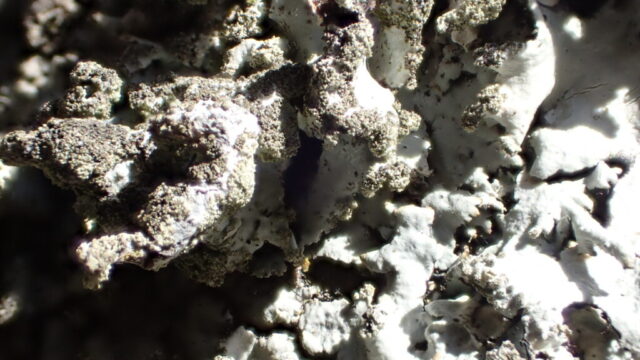 Hypotrachyna afrorevoluta - coarse soredia