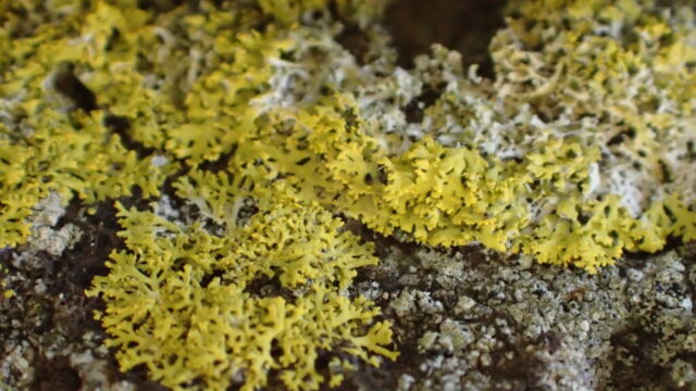 Candelaria concolor