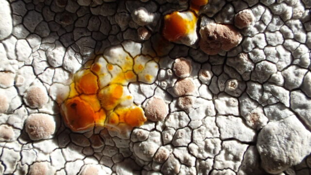 Glaucomaria rupicola, K+yellow