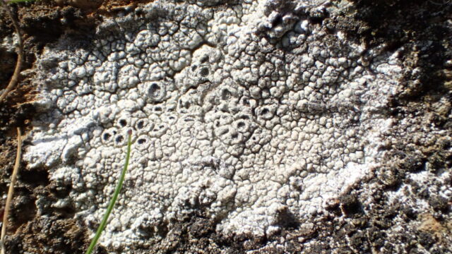 Diploschistes scruposus