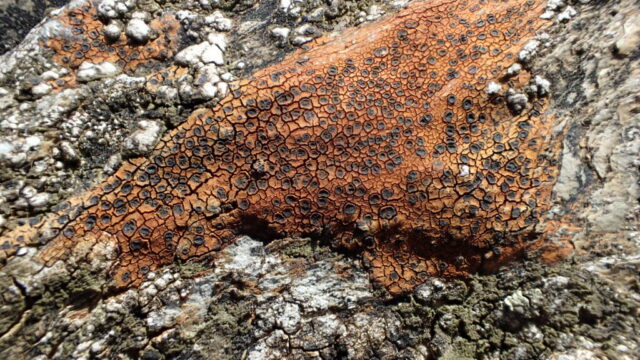 Tremolecia atrata