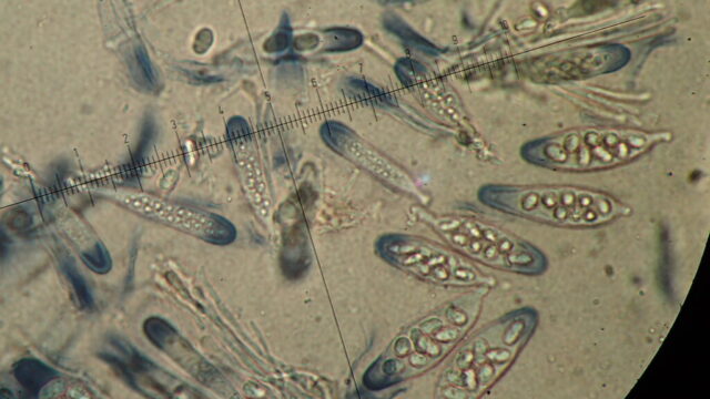 Fuscidea asci and spores in K/I