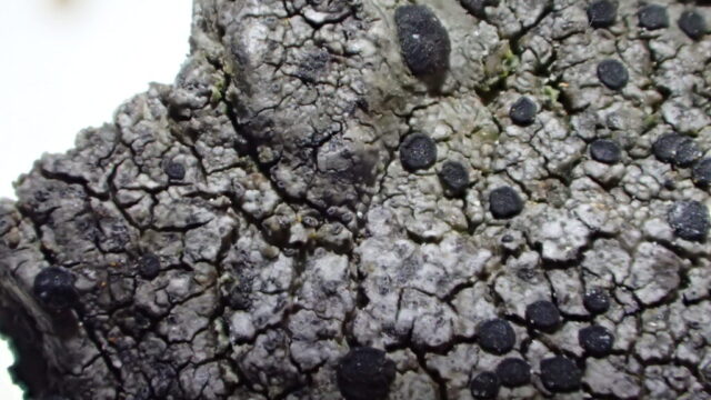 The Fuscidea