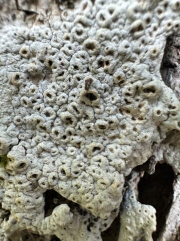 Thelotrema lapadinum Thelotrema lapadinum