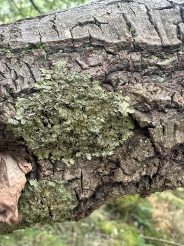 Melanelixia glabratula Melanelixia glabratula