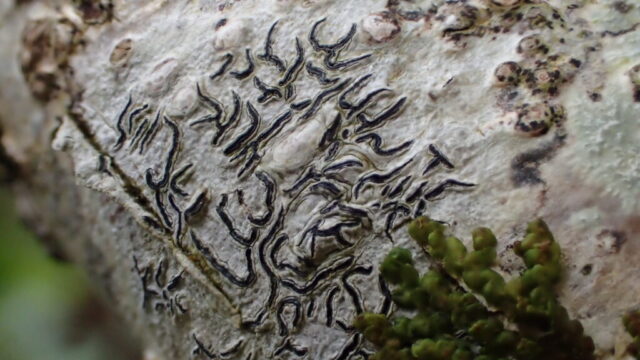 Graphis betulina Graphis betulina
