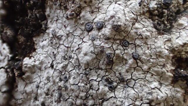 Porpidia contraponenda Porpidia contraponenda
