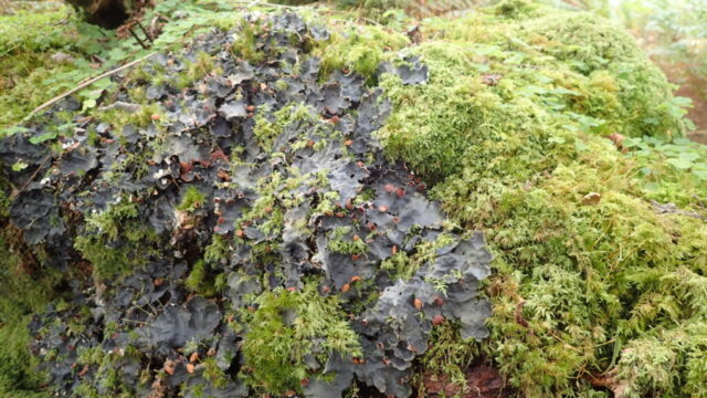 Peltigera horizontalis Peltigera horizontalis