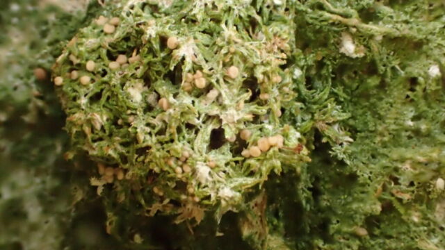 Mycoblastus sphaeroides Mycoblastus sphaeroides