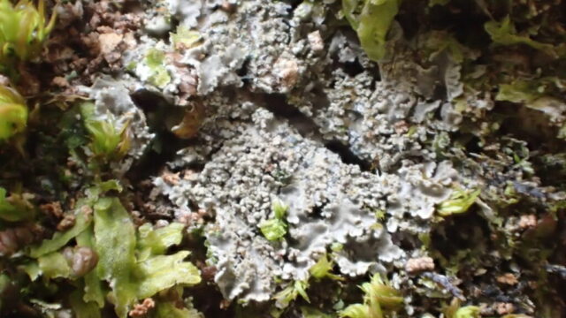 Pannaria conoplea Pannaria conoplea