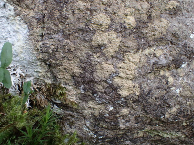 Schismatomma umbrinum Schismatomma umbrinum