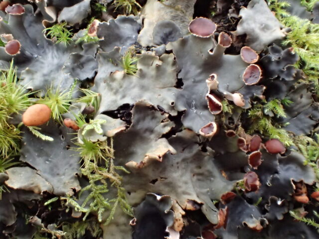 Peltigera horizontalis Peltigera horizontalis