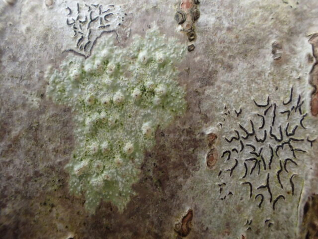 Pertusaria leioplaca Graphis scripta Pertusaria leioplaca Graphis scripta