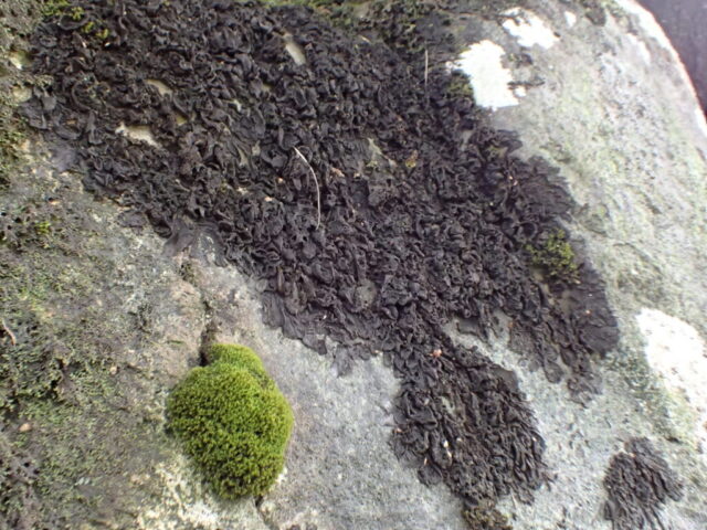 Collema flaccidum Collema flaccidum