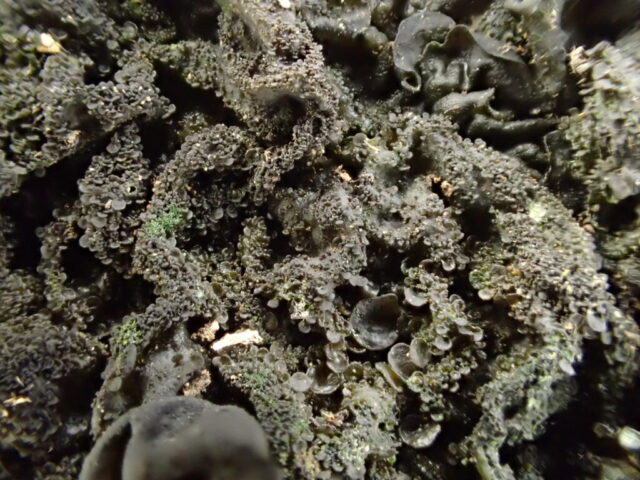 Collema flaccidum flattened isidia Collema flaccidum flattened isidia