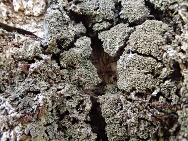Pannaria conoplea Pannaria conoplea