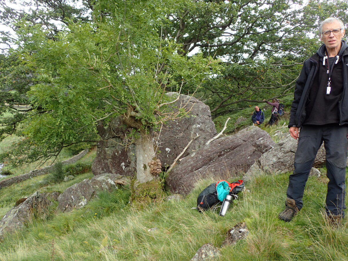 CLBG at a Thorneythwaite ash pollard