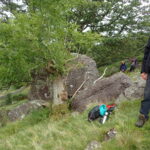 CLBG at a Thorneythwaite ash pollard
