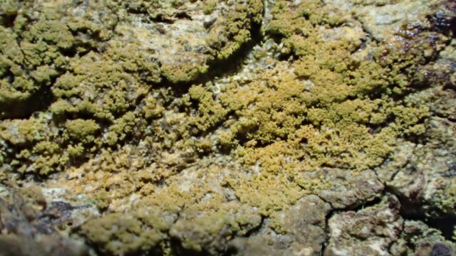 Porina Porina