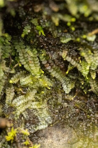 A large Calypogeia fissa with gemmiferous shoots